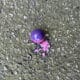 FIELD_Premium_Paintballs_2000er_Karton_exklusiv_fuer_Spielfelder_pink_lila_Fuellung.jpg